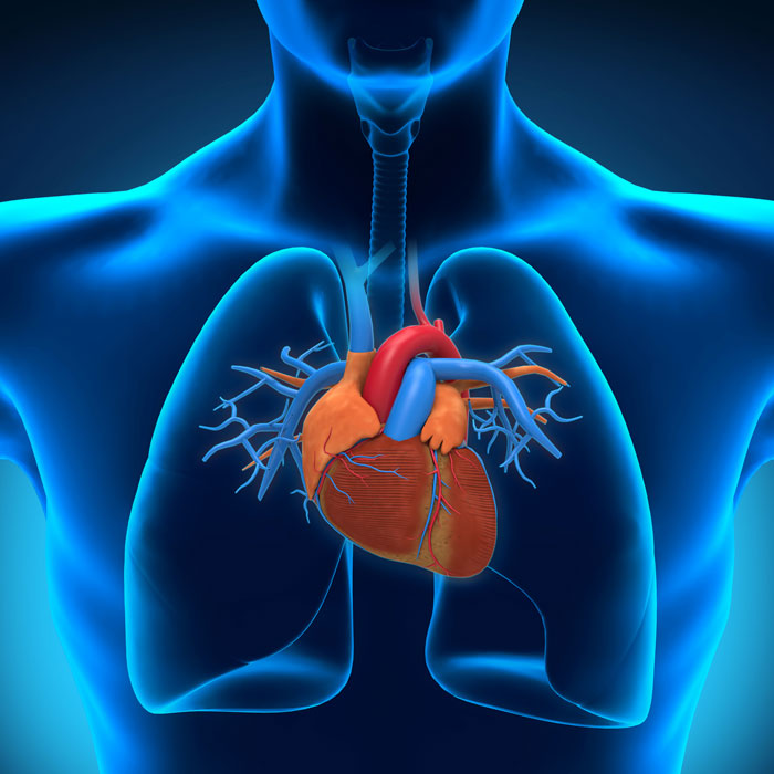 Cardiology